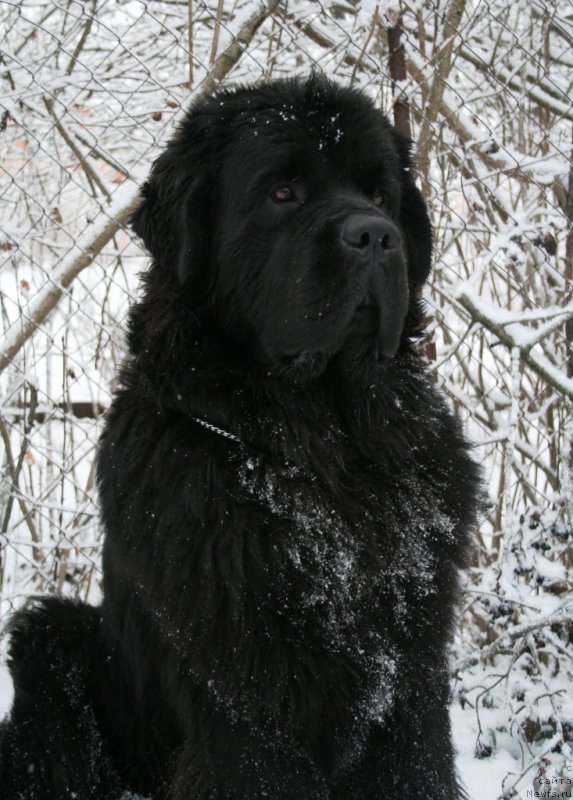 Фото: ньюфаундленд Chernaya Mafia Must Have (Черная Мафия Муст Хаве)