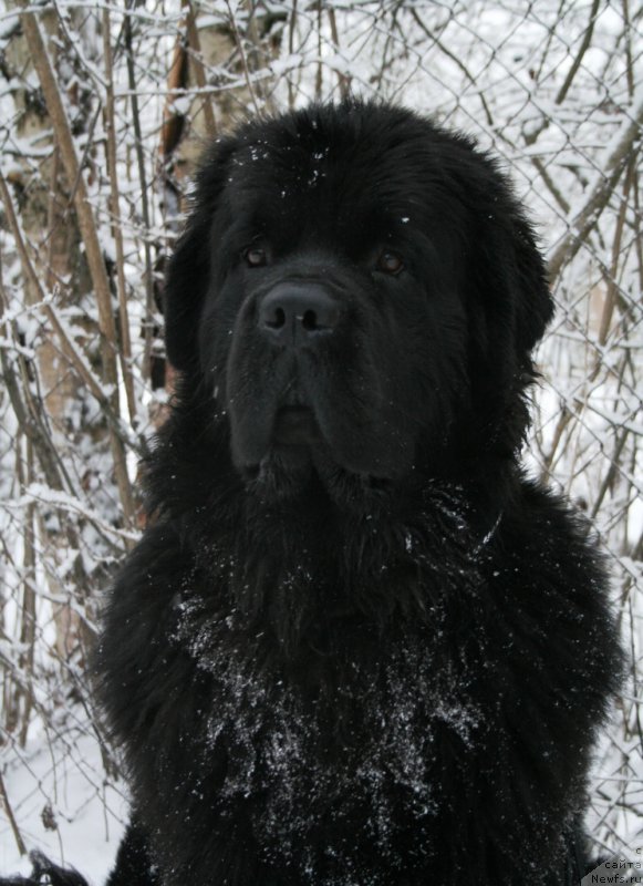 Фото: ньюфаундленд Chernaya Mafia Must Have (Черная Мафия Муст Хаве)