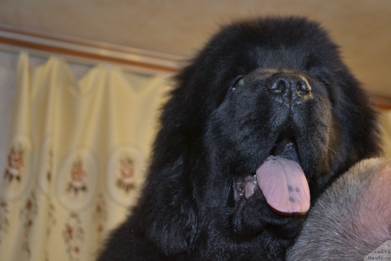 Фото: ньюфаундленд Mnogolikaya Boginya Manifik (Многоликая Богиня Манифик)