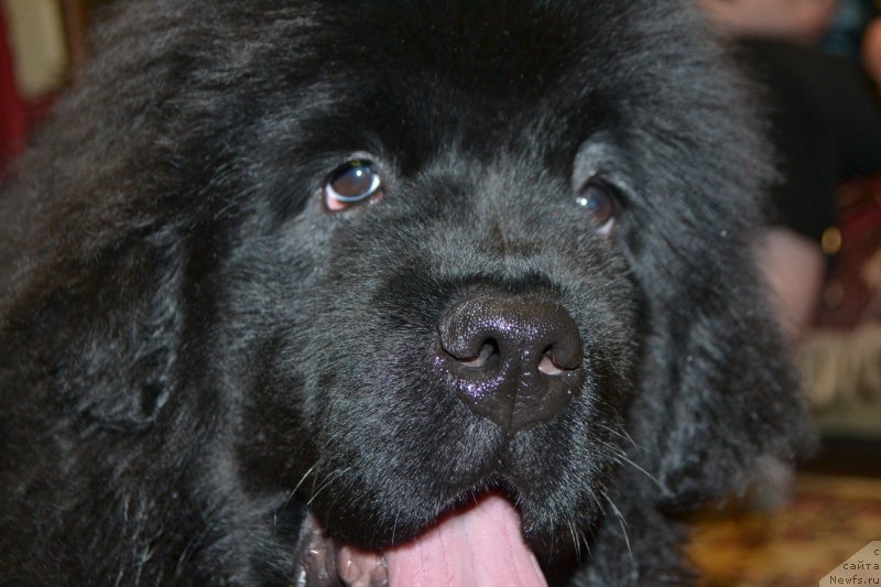 Фото: ньюфаундленд Mnogolikaya Boginya Manifik (Многоликая Богиня Манифик)