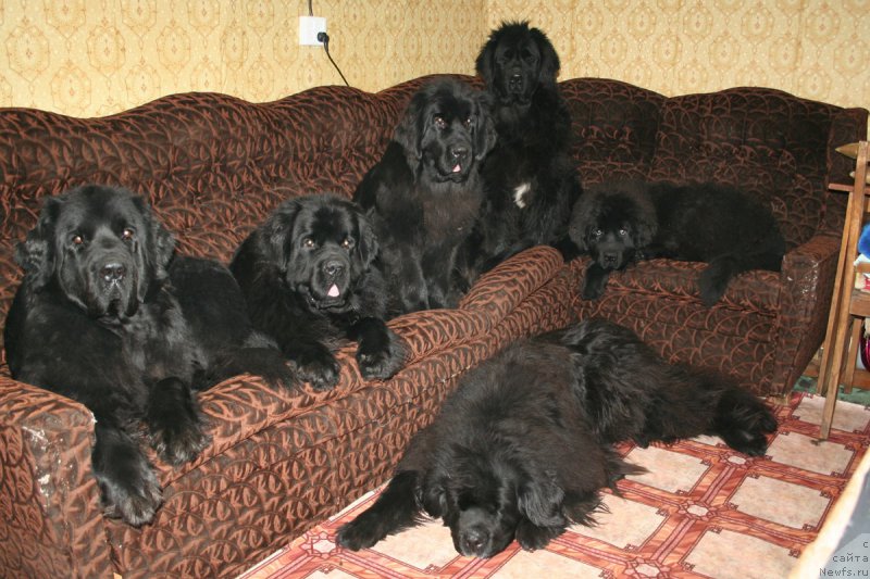 Фото: ньюфаундленд Ohoi's Jet Set, ньюфаундленд Chernaya Mafia Must Have (Черная Мафия Муст Хаве), ньюфаундленд Chernaya Mafia Magic Touch (Черная Мафия Магик Тоуч), ньюфаундленд YUvelirika Magiya Roskoshi (Ювелирика Магия Роскоши), ньюфаундленд Chernaya Mafia Shengen Visa (Черная Мафия Шенген Виза), ньюфаундленд Usatyiy Nyan' Timosha (Усатый Нянь Тимоша)