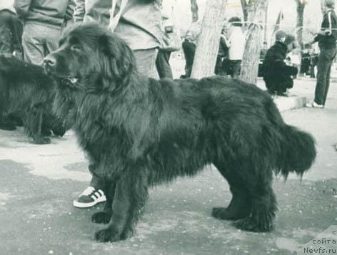 Фото: ньюфаундленд Ce Birma Dil (Це Бирма Дил)