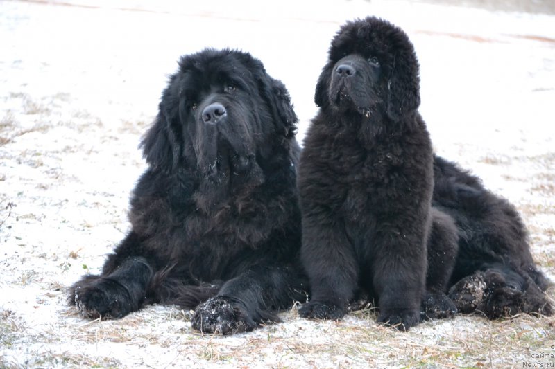 Фото: ньюфаундленд Simbad Pokoritel' Morey (Симбад Покоритель Морей), ньюфаундленд Nazar Vyatskiy Medved (Назар Вятский Медведь)