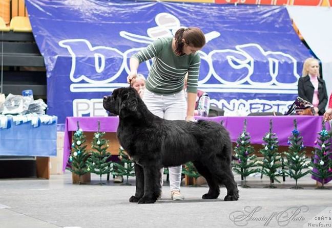 Фото: ньюфаундленд Akvian Song Lars Berger (Аквиан Сонг Ларс Бергер)
