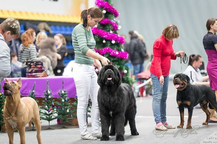 Фото: ньюфаундленд Akvian Song Lars Berger (Аквиан Сонг Ларс Бергер)