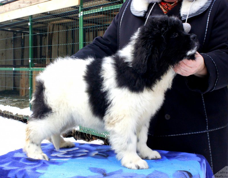 Фотография № 169522