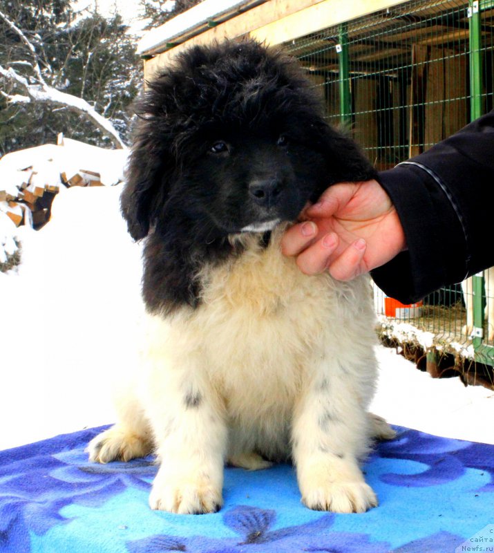 Фотография № 169523