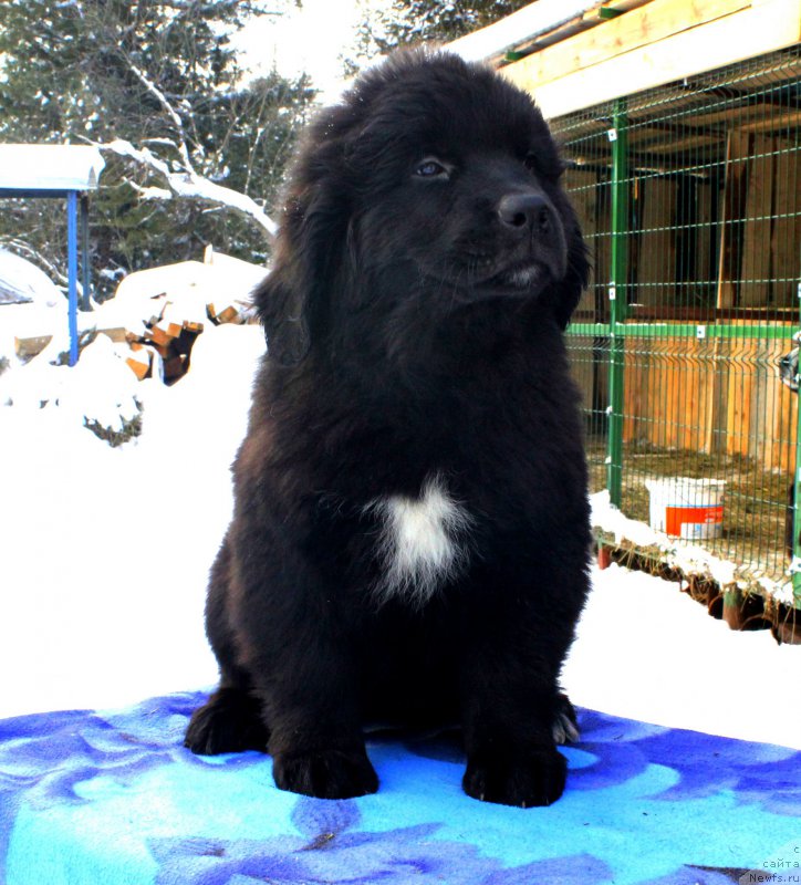 Фотография № 169525