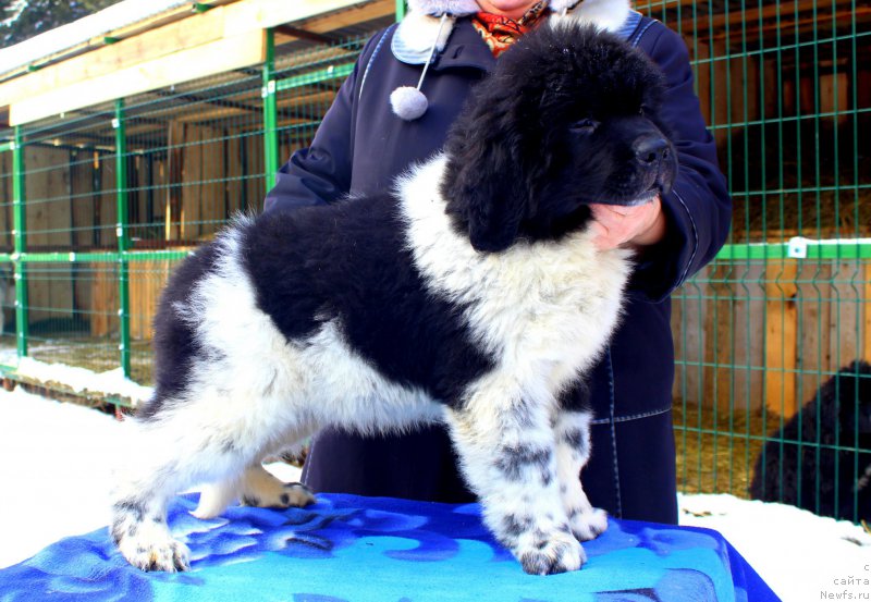 Фотография № 169526