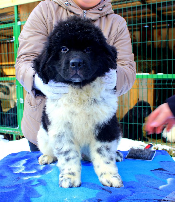 Фотография № 169527