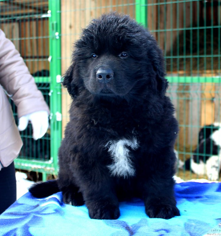 Фотография № 169529