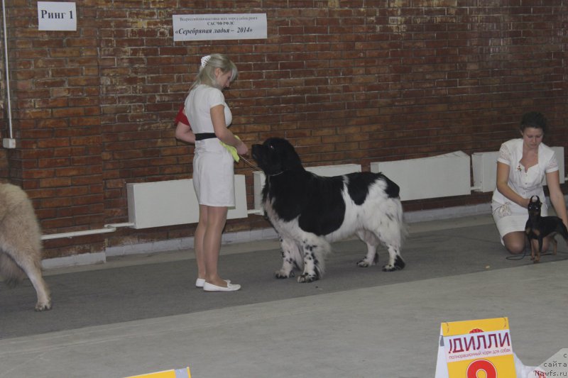 Фото: ньюфаундленд Plushevaya Panda Ferrero Rond Noir (Плюшевая Панда Ферреро Ронд Нуар)