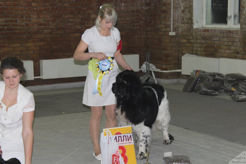 Фото: ньюфаундленд Plushevaya Panda Ferrero Rond Noir (Плюшевая Панда Ферреро Ронд Нуар)