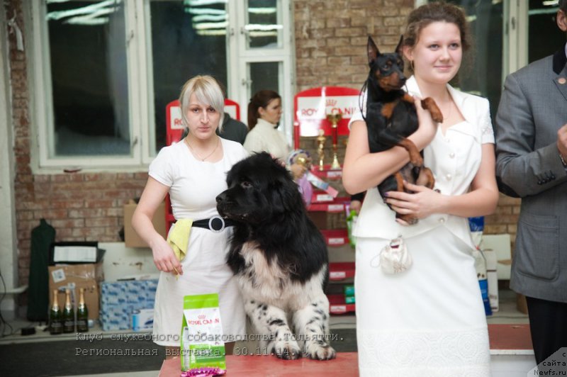 Фото: ньюфаундленд Plushevaya Panda Ferrero Rond Noir (Плюшевая Панда Ферреро Ронд Нуар)