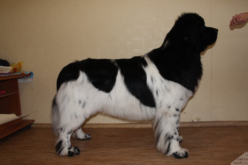 Фото: ньюфаундленд Plushevaya Panda Ferrero Rond Noir (Плюшевая Панда Ферреро Ронд Нуар)