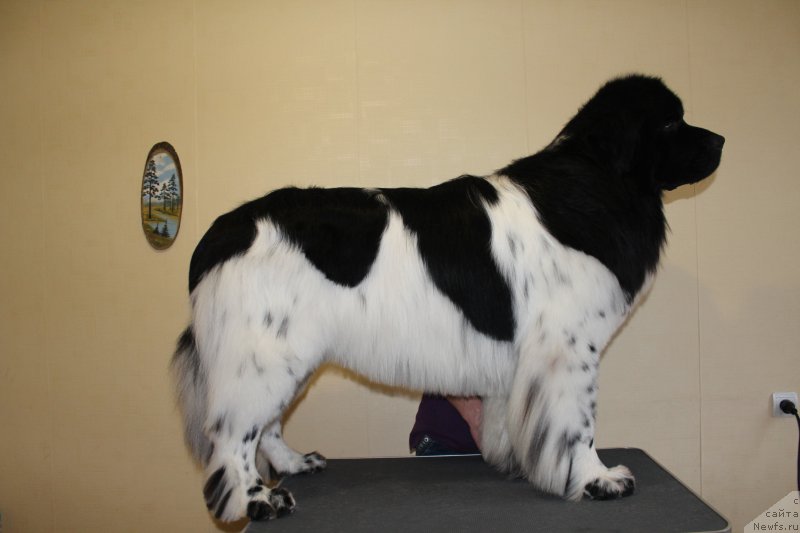 Фото: ньюфаундленд Plushevaya Panda Ferrero Rond Noir (Плюшевая Панда Ферреро Ронд Нуар)