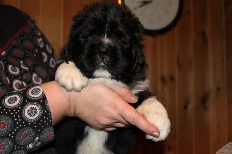 Фотография № 169545