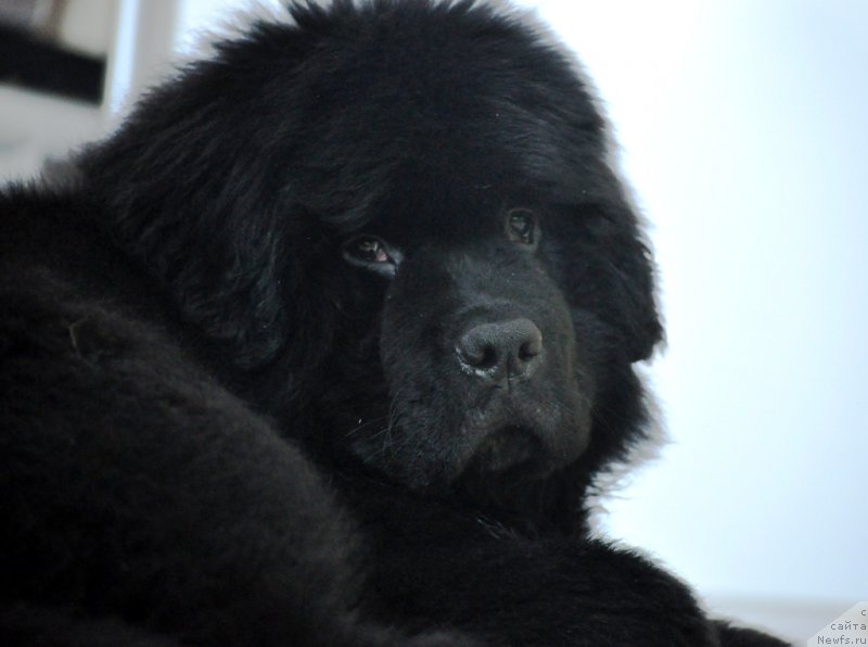 Фото: ньюфаундленд Ballada Zvezdnogo Dara s Berega Dona (Баллада Звездного Дара с Берега Дона)