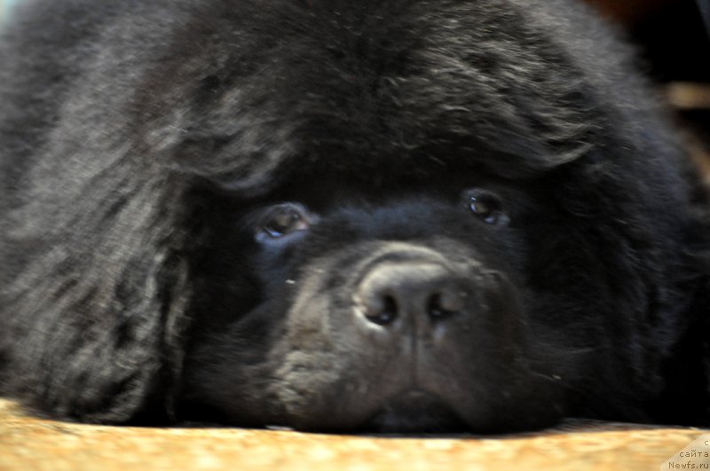 Фото: ньюфаундленд Ballada Zvezdnogo Dara s Berega Dona (Баллада Звездного Дара с Берега Дона)