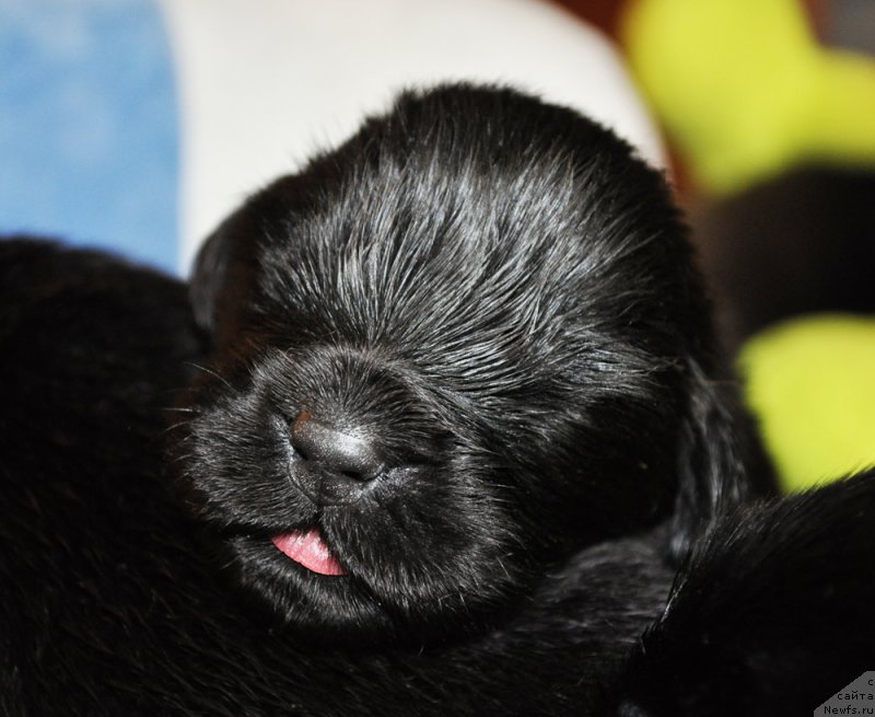 Фото: ньюфаундленд Beguschaya po Volnam Dancing Queen (Бегущая по Волнам Дансинг Квин)