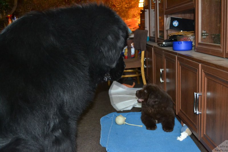 Фото: ньюфаундленд Nobl King May Lord Simba (Нобл Кинг Май Лорд Симба), ньюфаундленд Zhdanny Syn Vialiki Miadzvedz