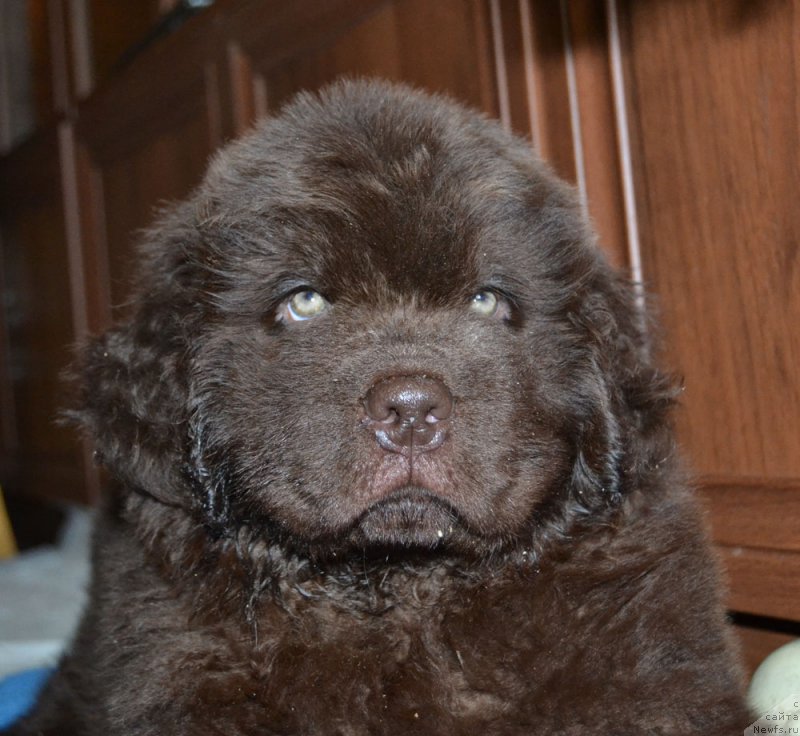 Фото: ньюфаундленд Nobl King May Lord Simba (Нобл Кинг Май Лорд Симба)