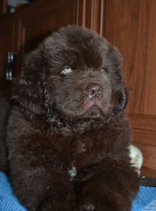 Фото: ньюфаундленд Nobl King May Lord Simba (Нобл Кинг Май Лорд Симба)