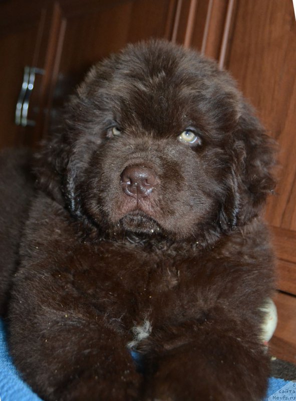 Фото: ньюфаундленд Nobl King May Lord Simba (Нобл Кинг Май Лорд Симба)