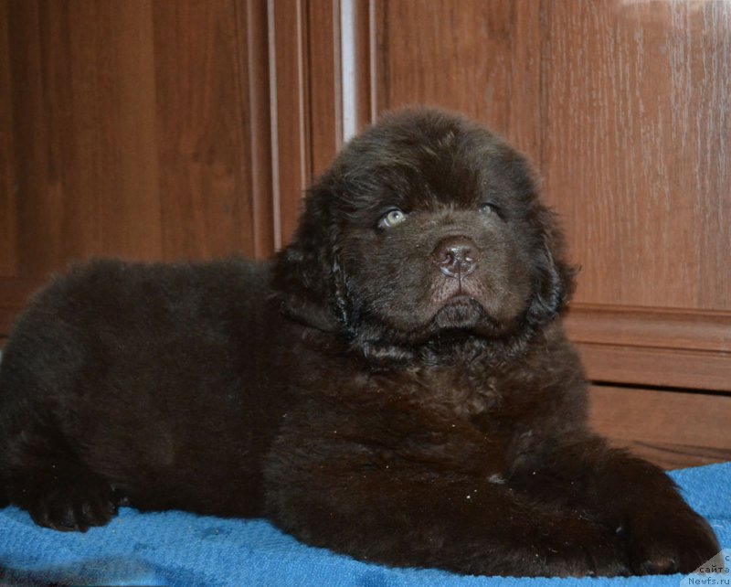 Фото: ньюфаундленд Nobl King May Lord Simba (Нобл Кинг Май Лорд Симба)