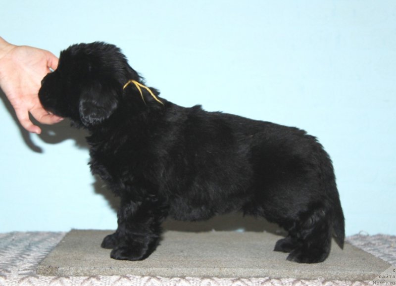 Фото: Акватория Келвин Баккара