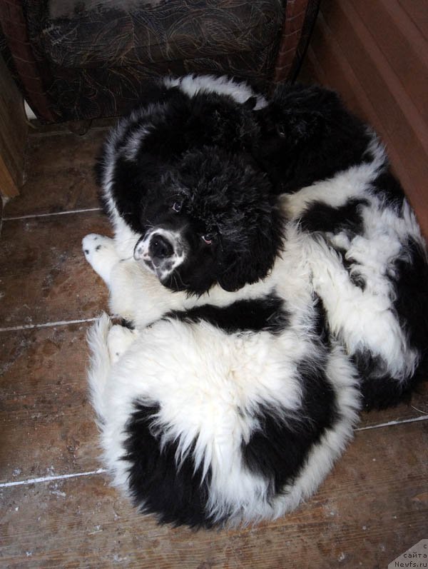 Фото: ньюфаундленд Super Bizon Mursielaga (Супер Бизон Мурсиелага)