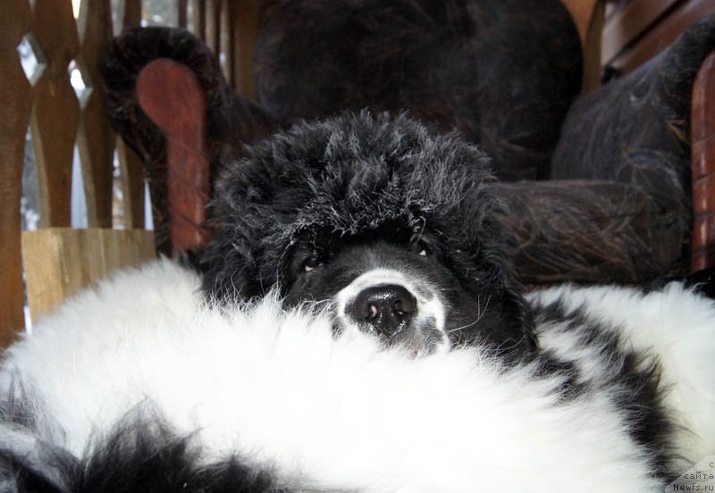 Фотография № 169588