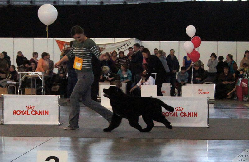 Фото: ньюфаундленд Akvian Song Okeanik Vind (Аквиан Сонг Океаник Винд)