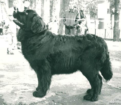 Фото: ньюфаундленд CHada Davol'f (Чада Давольф)