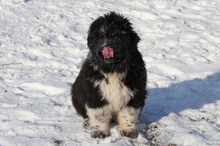 Фото: ньюфаундленд Bravada s Berega Dona (Бравада с Берега Дона)