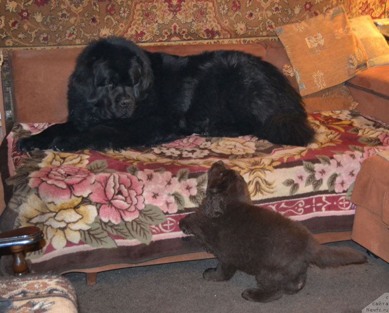 Фото: ньюфаундленд Nobl King May Lord Simba (Нобл Кинг Май Лорд Симба), ньюфаундленд Zhdanny Syn Vialiki Miadzvedz