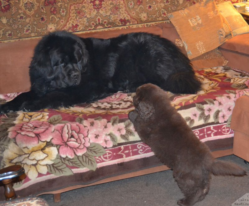 Фото: ньюфаундленд Nobl King May Lord Simba (Нобл Кинг Май Лорд Симба), ньюфаундленд Zhdanny Syn Vialiki Miadzvedz