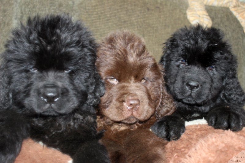 Фото: ньюфаундленд Numa Layf Gard (Нума Лайф Гард), ньюфаундленд Nyesh Sollar Vind (Нэш Соллар Винд), ньюфаундленд Neydjel Lakki Pet (Нейджел Лакки Пет)