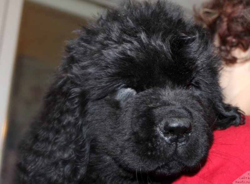 Фото: ньюфаундленд Neydjel Lakki Pet (Нейджел Лакки Пет)
