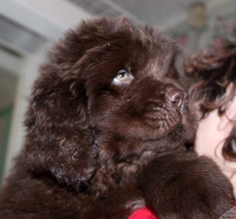 Фото: ньюфаундленд Nyesh Sollar Vind (Нэш Соллар Винд)