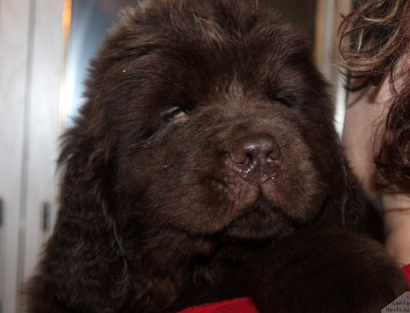 Фото: ньюфаундленд Nyesh Sollar Vind (Нэш Соллар Винд)