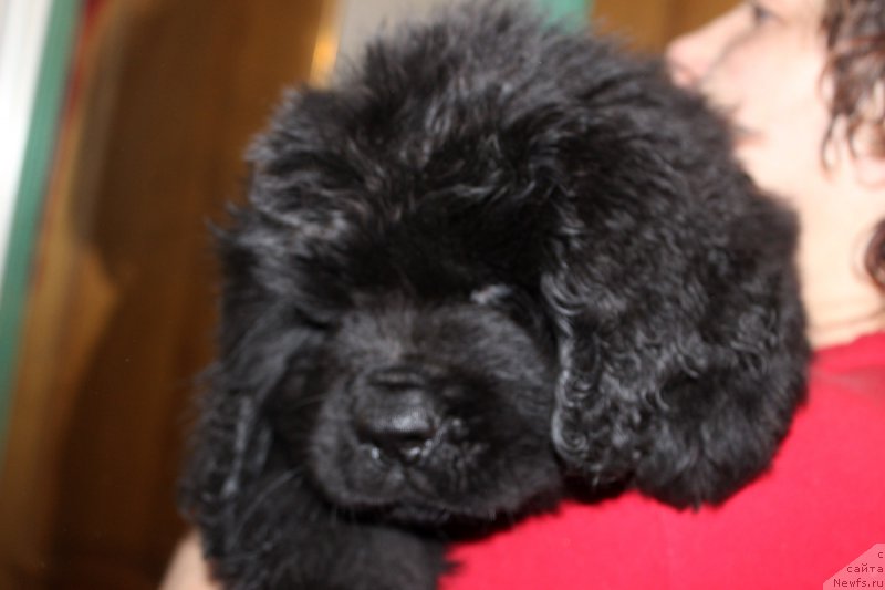 Фото: ньюфаундленд Numa Layf Gard (Нума Лайф Гард)