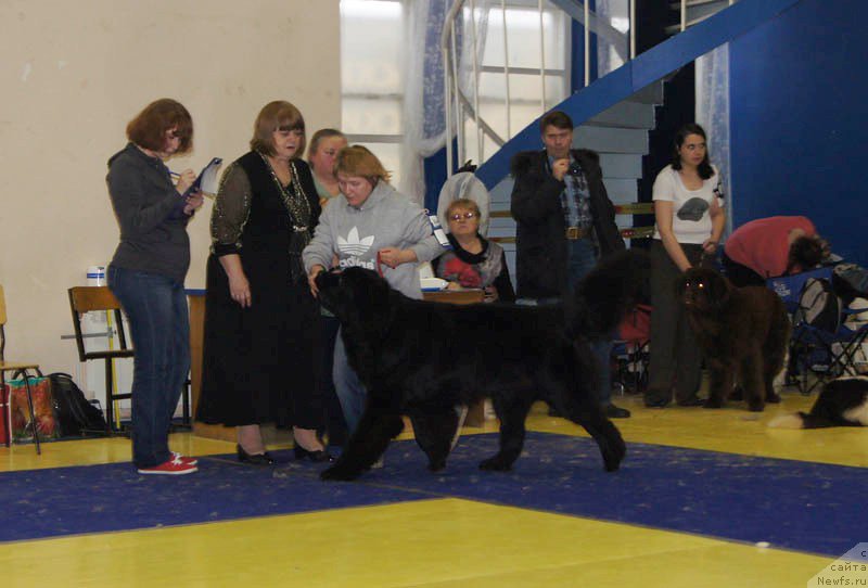 Фото: ньюфаундленд Super Bizon Latino (Супер Бизон Латино)