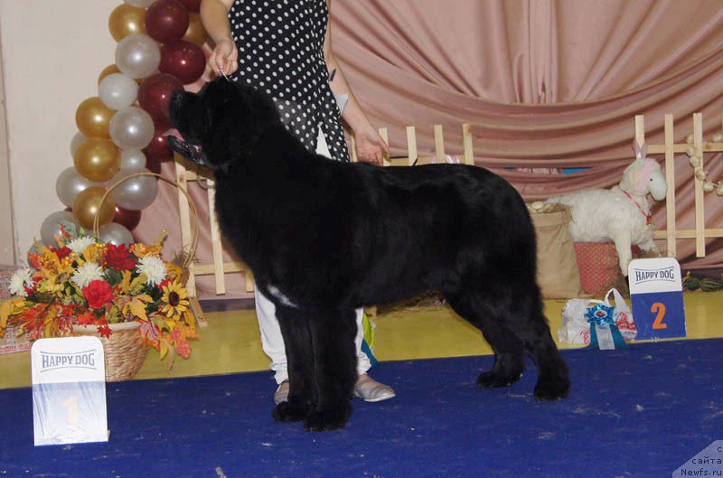 Фото: ньюфаундленд Akvian Song Lars Berger (Аквиан Сонг Ларс Бергер)