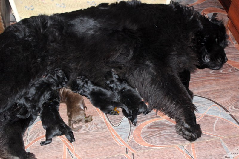 Фото: ньюфаундленд Abigail Cherch Vins (Абигаль Черч Винс)