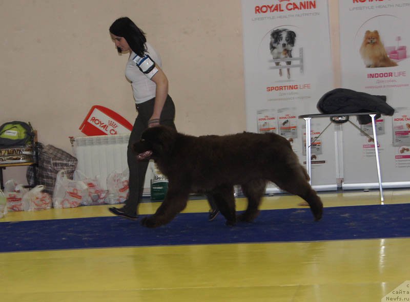 Фото: ньюфаундленд N'yufort YUnika (Ньюфорт Юника)