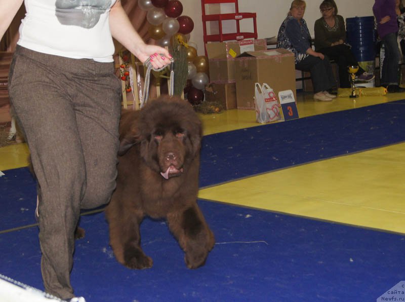 Фото: ньюфаундленд N'yufort YUnika (Ньюфорт Юника)