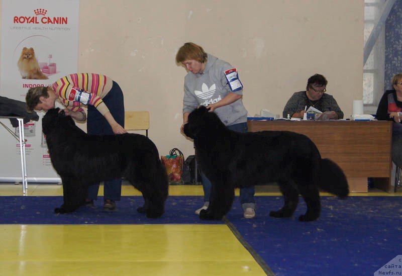 Фото: ньюфаундленд Super Bizon Lauthani Layma (Супер Бизон Лаутхани Лайма), ньюфаундленд Super Bizon Lakshmi Lana (Супер Бизон Лакшми Лана)