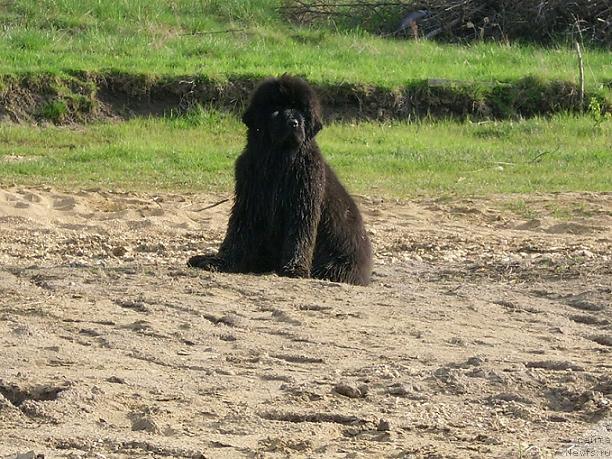 Фото: ньюфаундленд Seabrooks Realized Bulgarian Dream