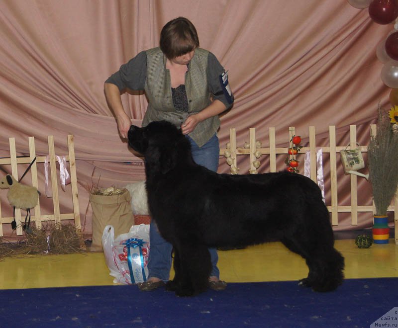 Фото: ньюфаундленд Beguschaya po Volnam Frozen Beauty (Бегущая по Волнам Фрозен Веату)